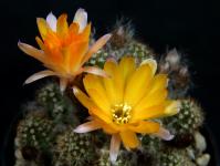 Thumbnail of 2141_Chamaecereus Hybride Lincoln Frills_20200512(1).JPG